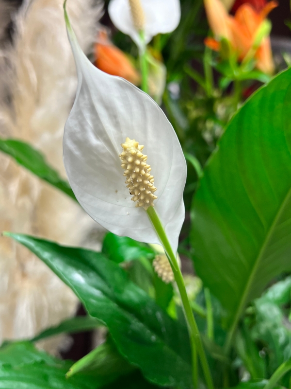 Peace Lily, Spathiphyllum   Medium