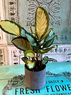 Calathea Picturata Argentea