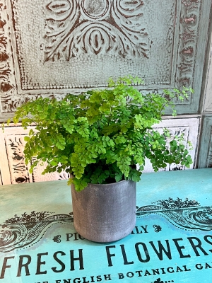 Maidenhair Fern