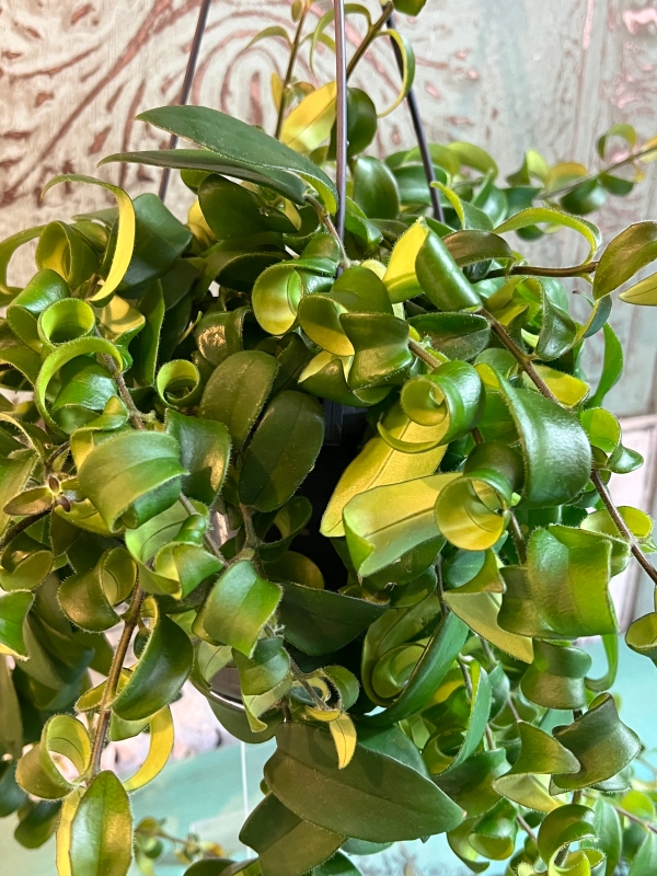 Aeschynanthus Lipstick Plant