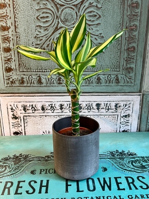 Dracaena Corn Plant