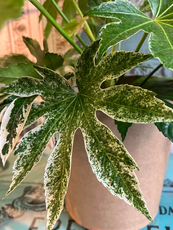 Fatsia Japonica Spiders Web