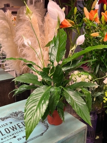 Peace Lily, Spathiphyllum   Medium