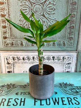 Dracaena Corn Plant