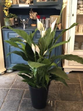 Peace Lily, Spathiphyllum   Extra Large